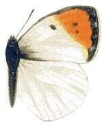 Image of Colotis subfasciatus (Swainson 1833)