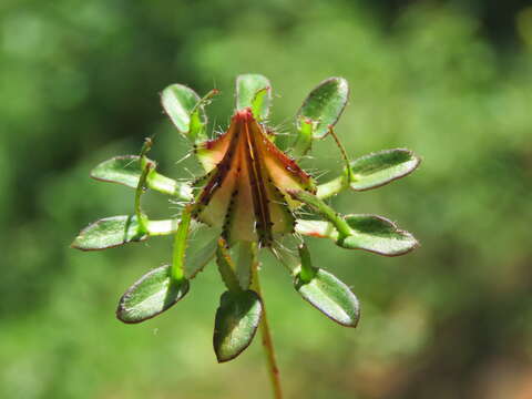 Image of Prickly hibiscus creeper