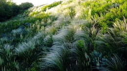 Plancia ëd Stipa lessingiana Trin. & Rupr.