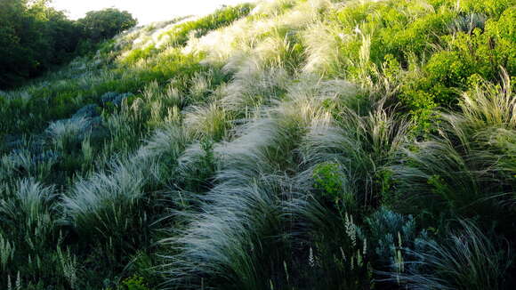 Image of Needle Grass