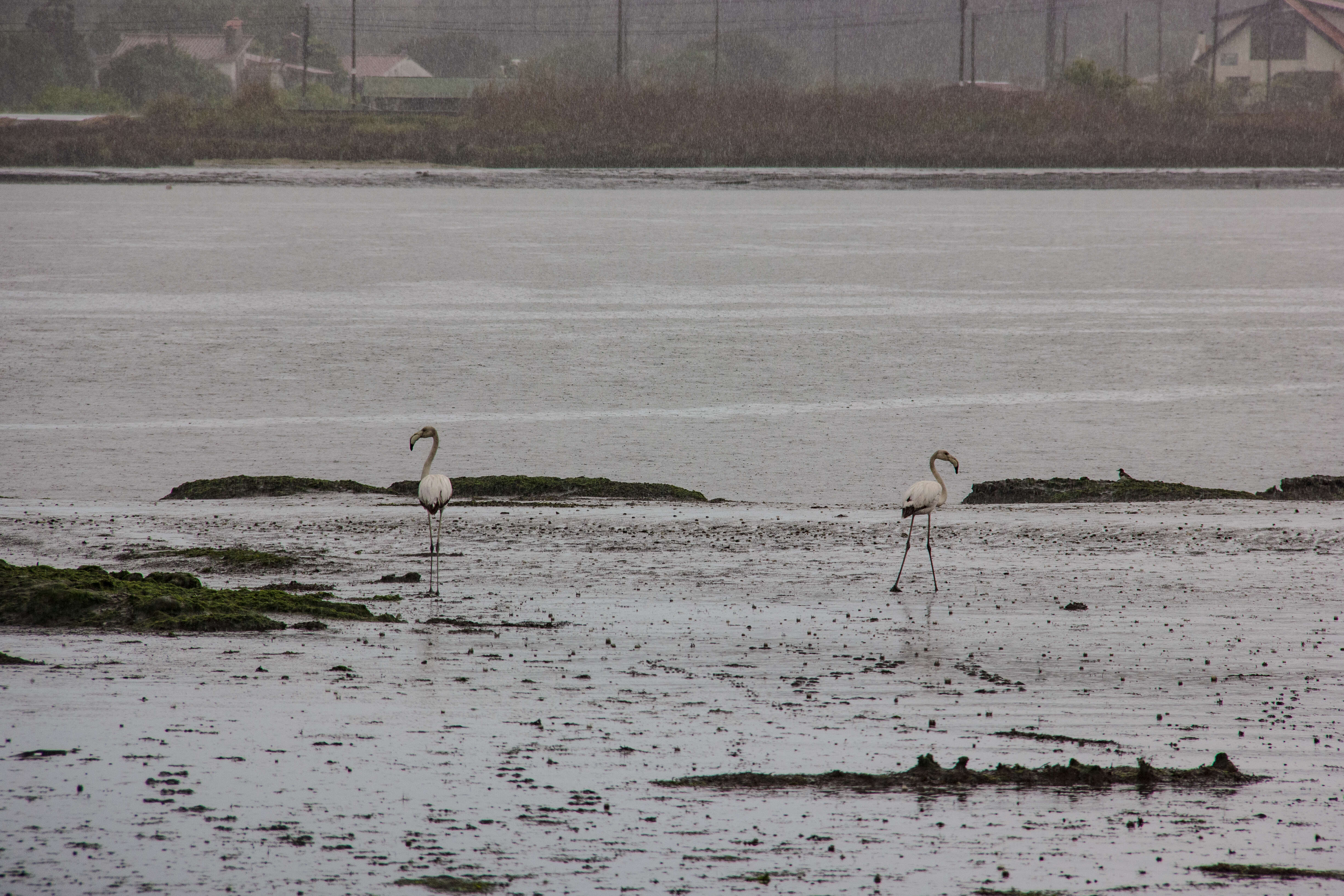 Imagem de Phoenicopterus roseus Pallas 1811