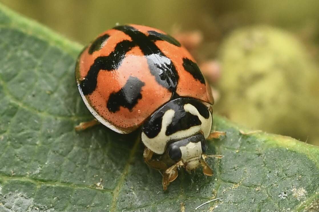 Image of Six-spotted Zigzag Ladybird