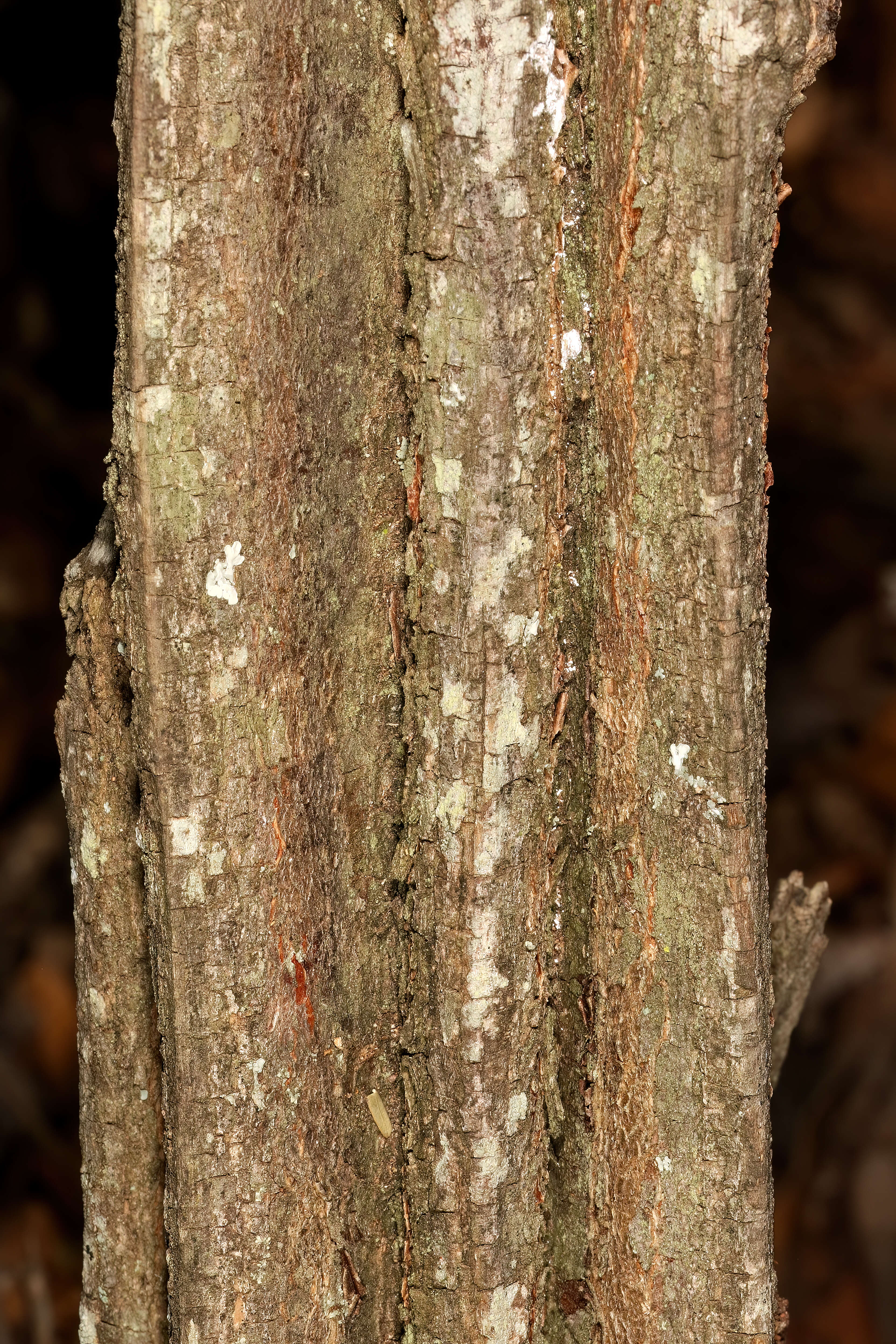 Image de Grewia flavescens Juss.