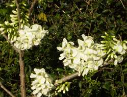 Plancia ëd Gliricidia maculata (Humb., Bonpl. & Kunth) Steud.