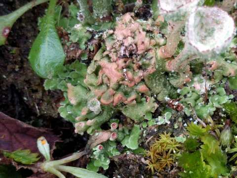 Image of Cladonia pocillum