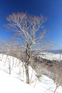 Image of Japanese Beech