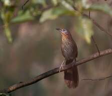 Image of Spiny Babbler