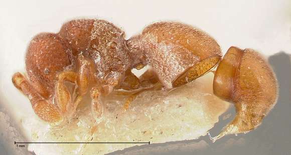 Image of <i>Discothyrea sauteri</i> Forel 1912