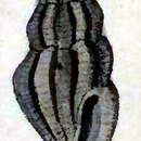 Image of Pyrgocythara laqueata (Reeve 1846)