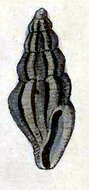 Image de Pyrgocythara laqueata (Reeve 1846)