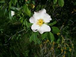 Image of dog rose