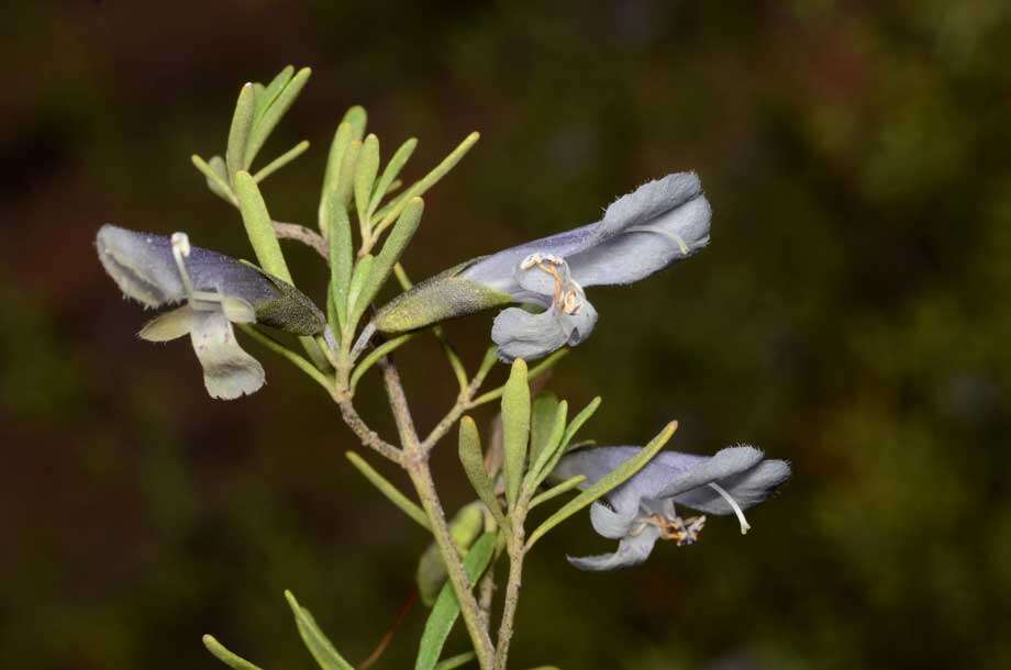 Image of Gaping Mint-bush