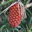 Image of Pandanus grayorum