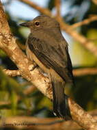 Image of Black-winged Cuckooshrike