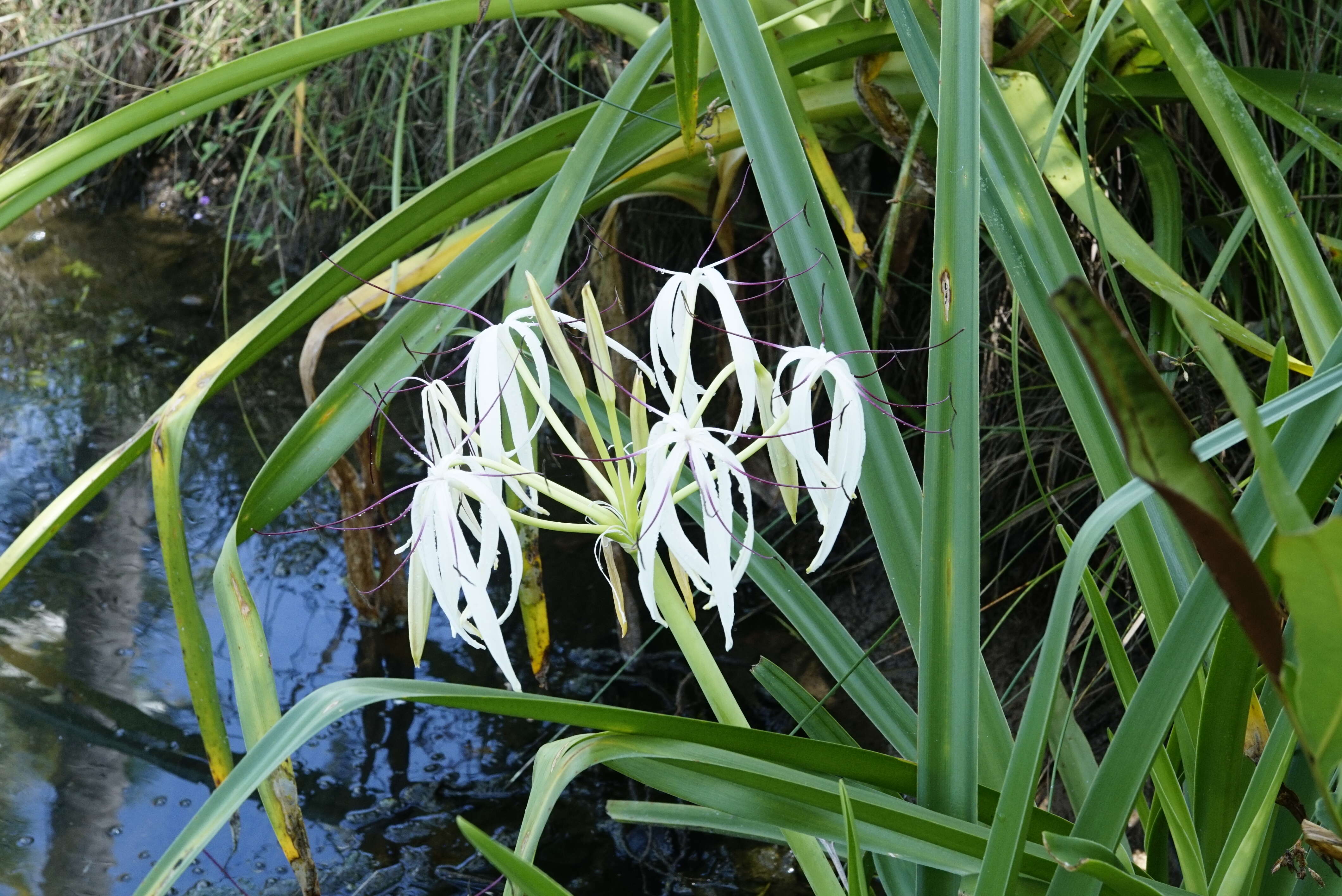 Слика од Crinum viviparum (Lam.) R. Ansari & V. J. Nair