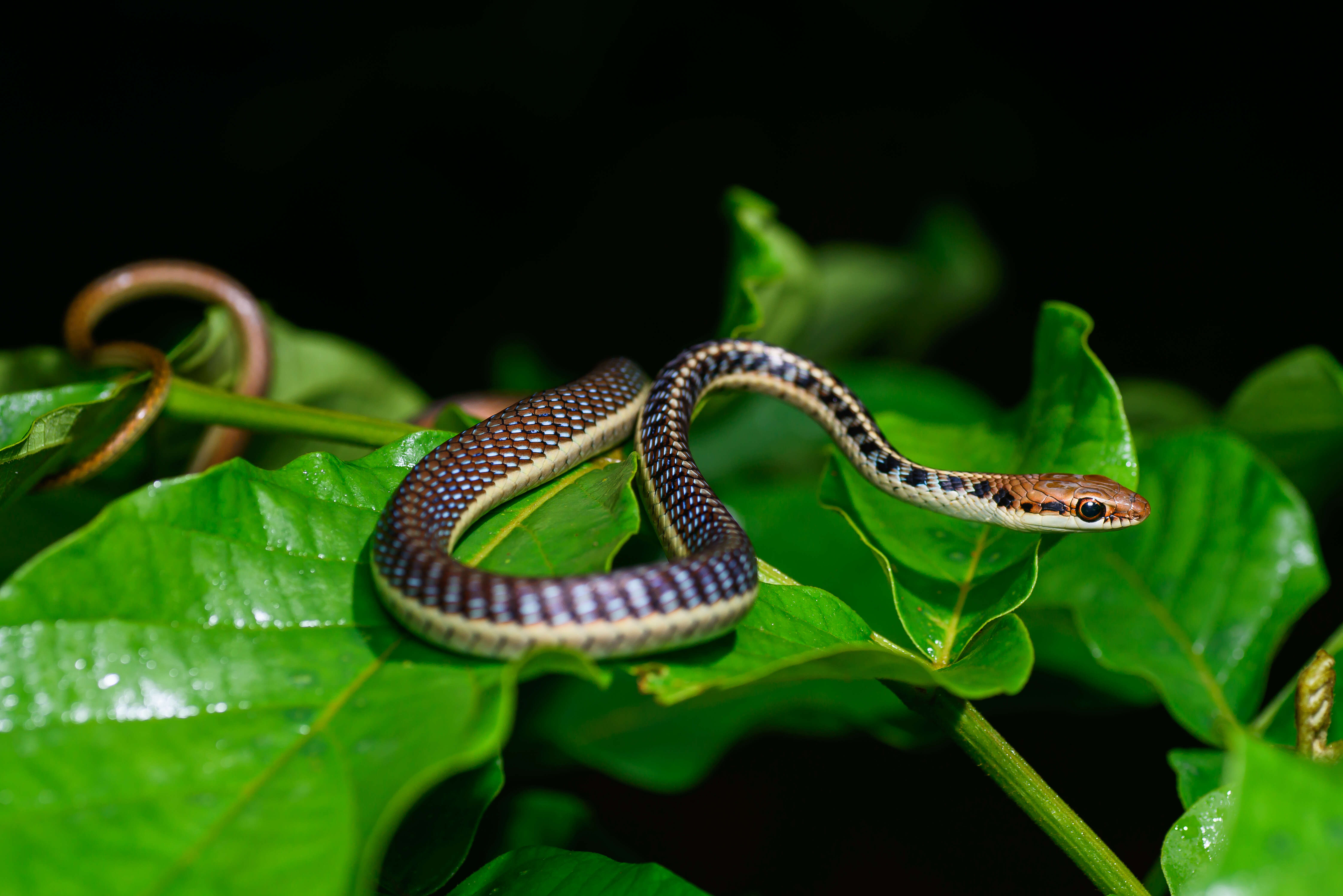 صورة Dendrelaphis subocularis (Boulenger 1888)