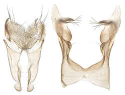 Image of root-maggot flies