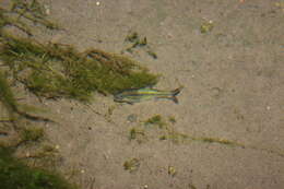 Image of Naked Characin