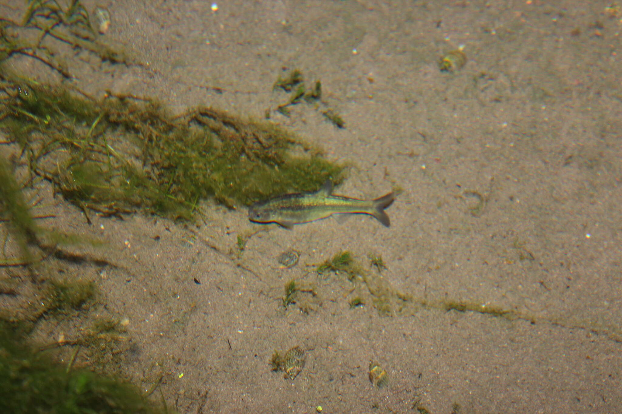 Image of Naked Characin