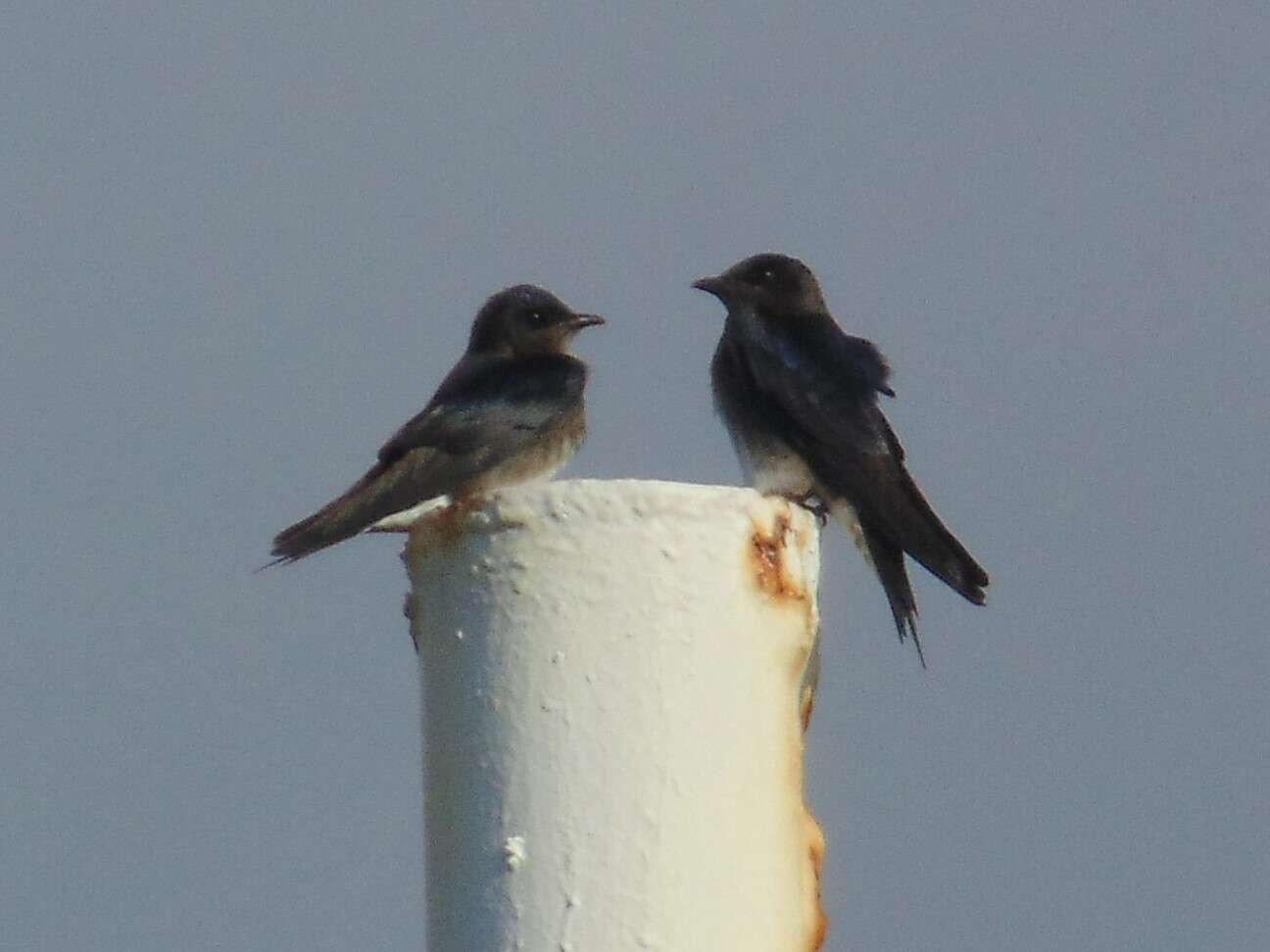 Image of Cuban Martin