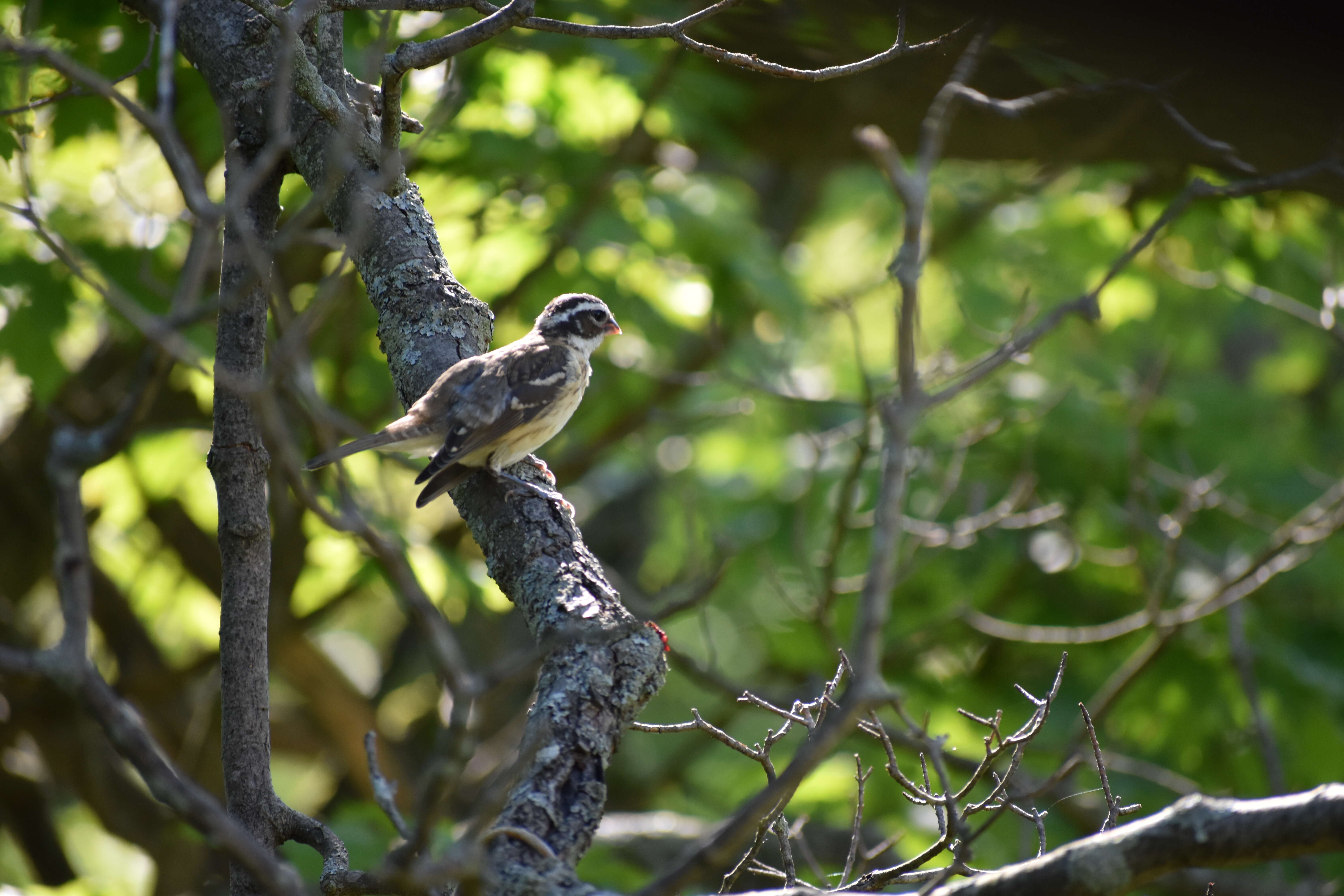 Image of Rose-breasted Grosbeak