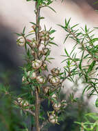 Image of Leptospermum continentale J. Thompson