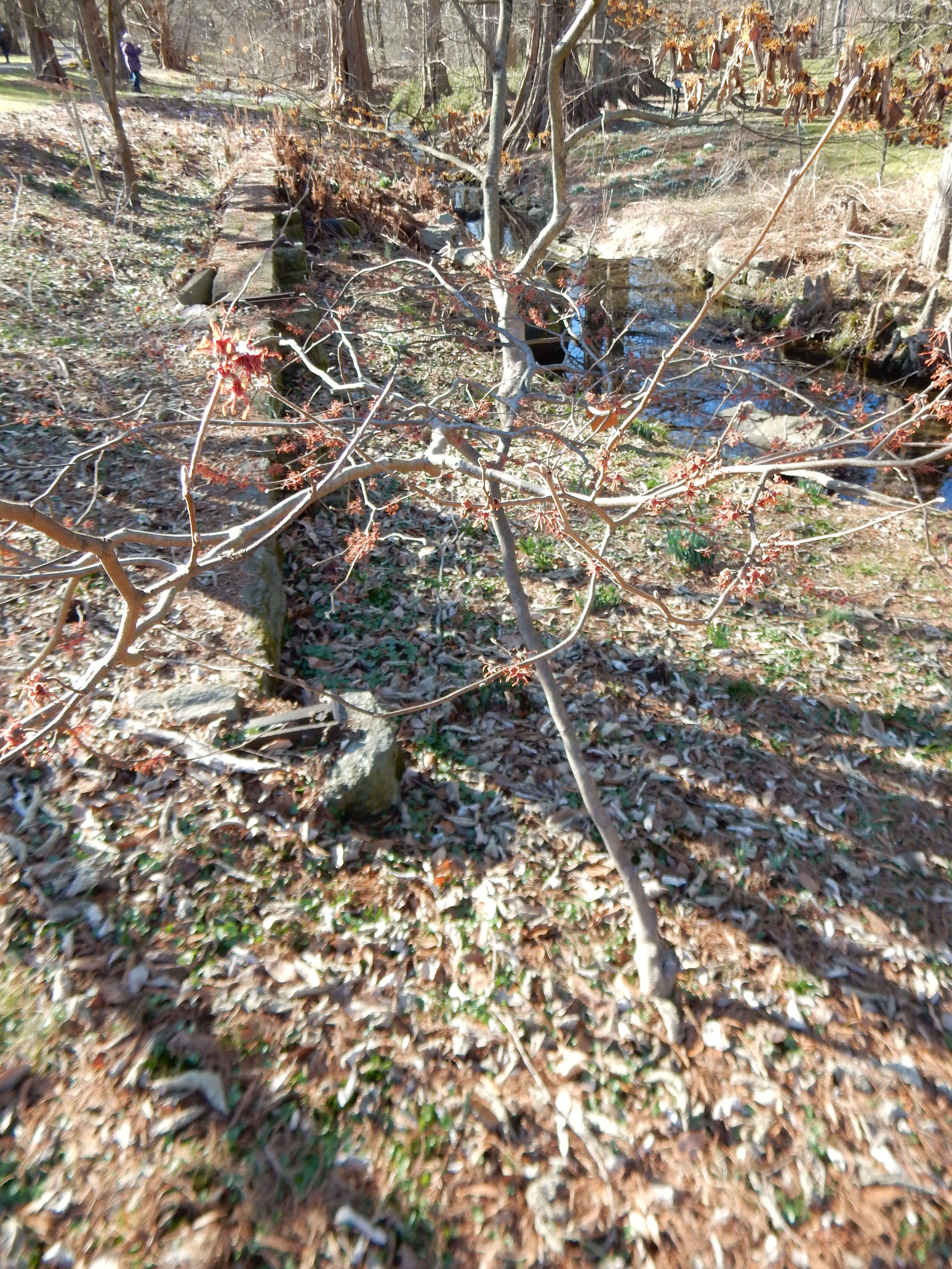 Image of Mississippi Witch-Hazel