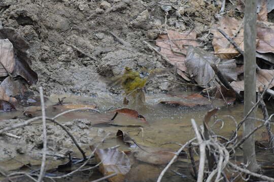 Image of White-throated Bulbul