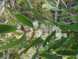 Image of Hakea oleifolia (Sm.) R. Br.