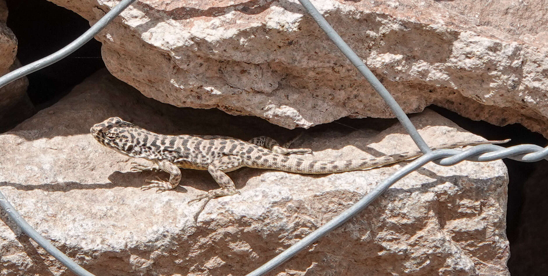 Image of Leopard Tree Iguana