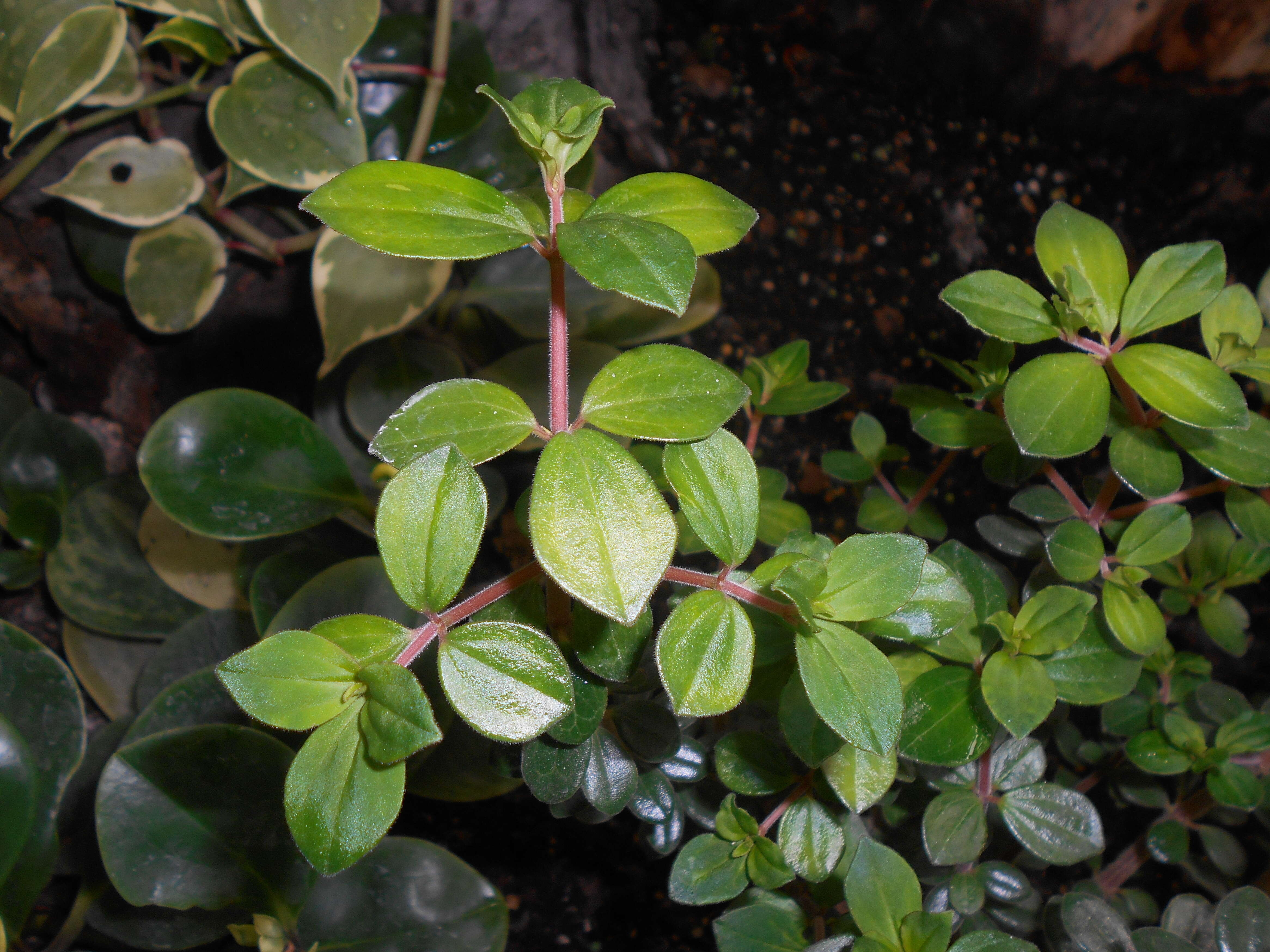 Image of Peperomia verticillata (L)