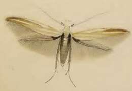 Image of Coleophora cracella Vallot 1835