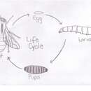 Image of Eucalliphora lilaea