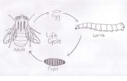 Image of Eucalliphora lilaea