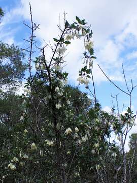 Image of Clematis cirrhosa L.