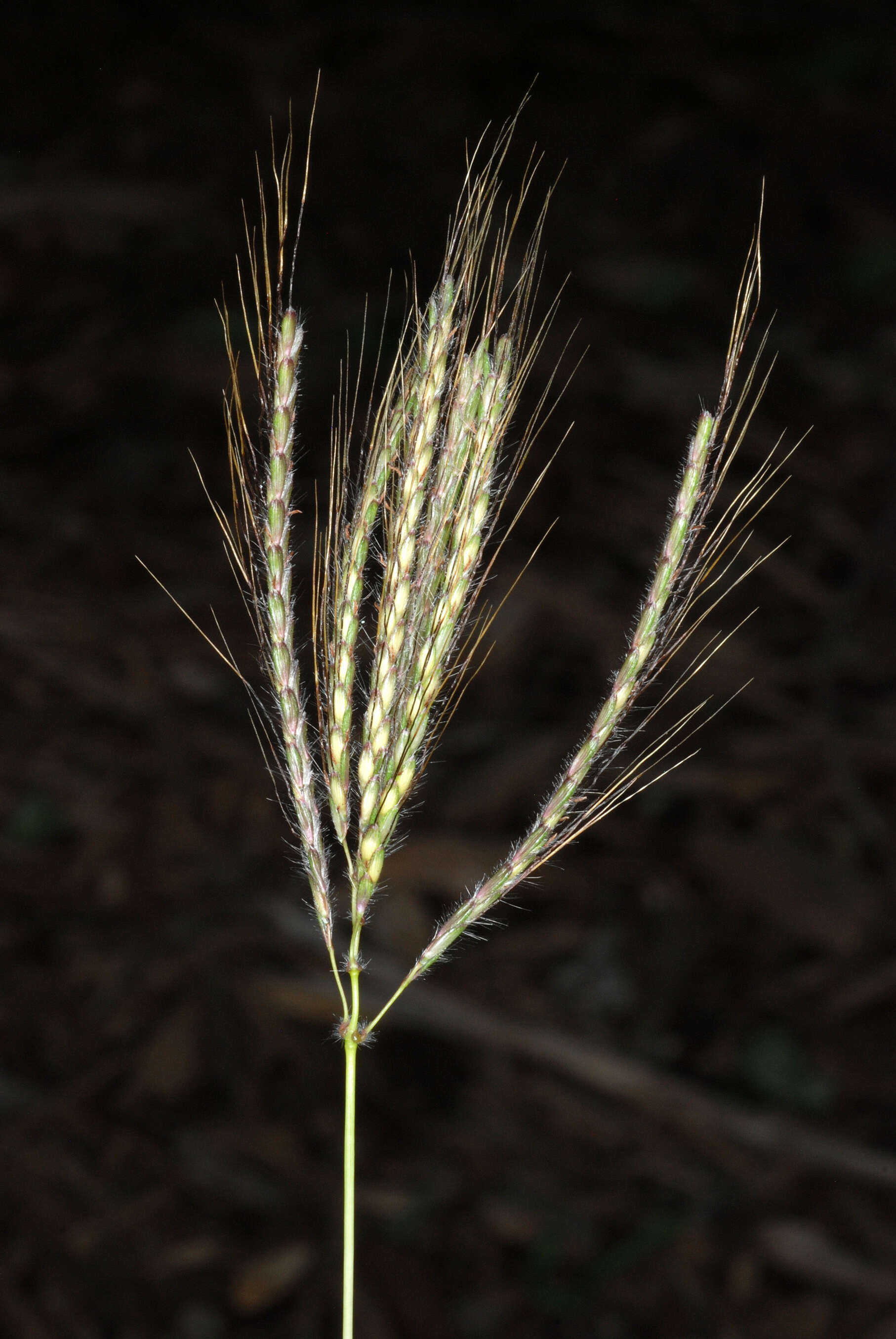 Image of Kleberg's bluestem