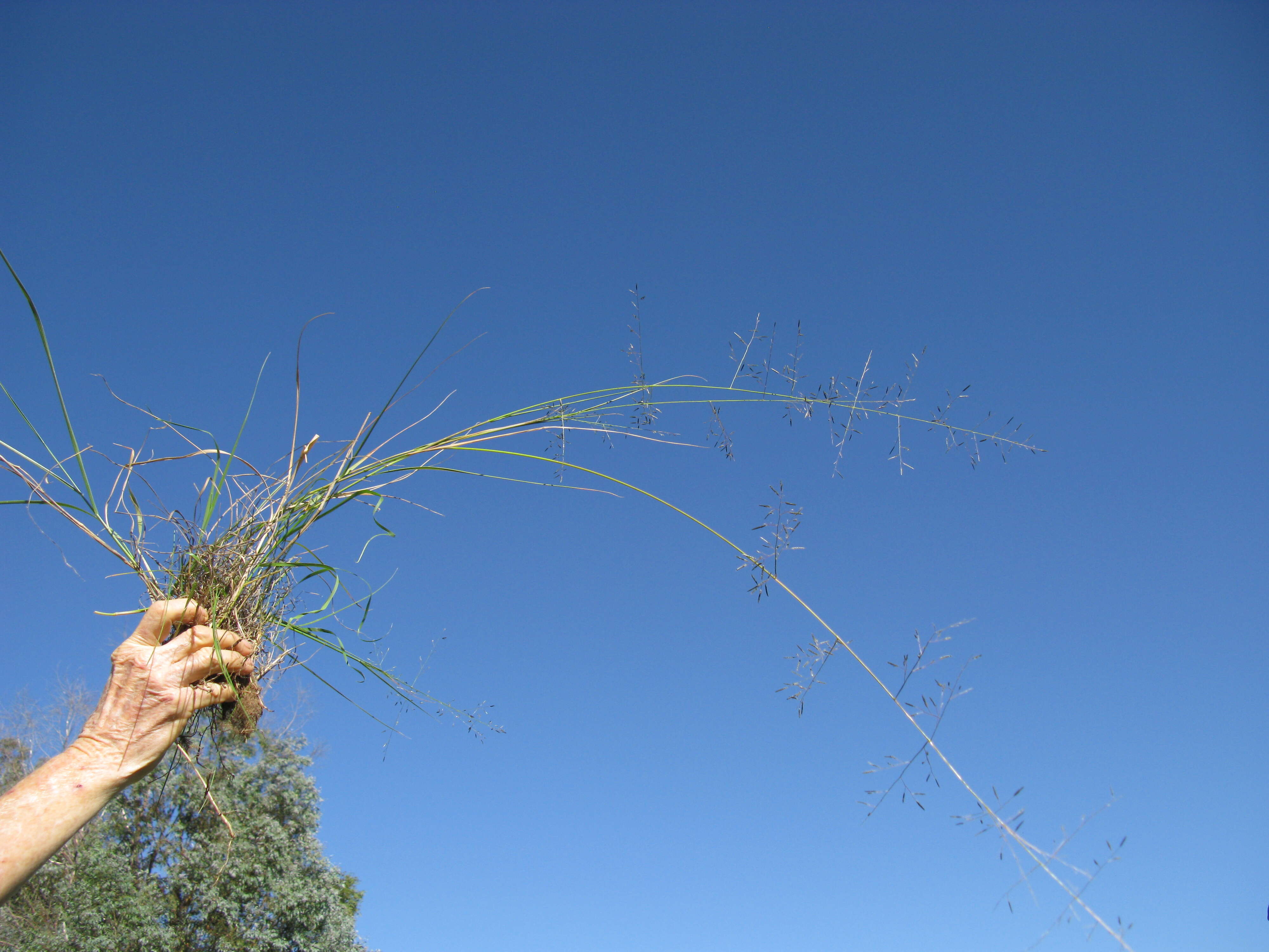 Image of Australian lovegrass