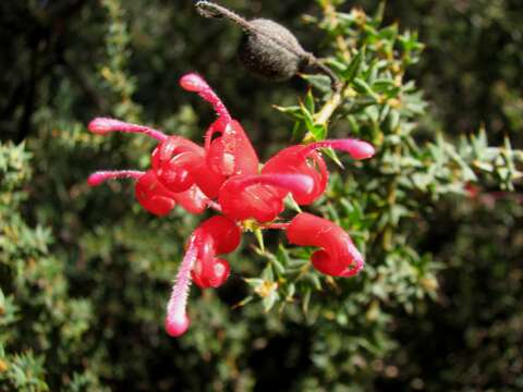 Image of Grevillea asteriscosa Diels ex Diels & Pritz.