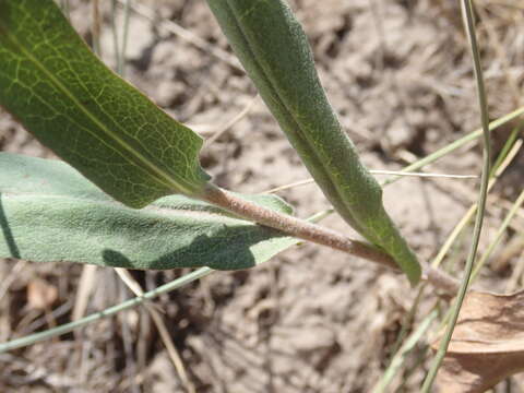 Image of soft aster