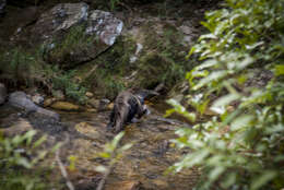 Image of Giant anteaters