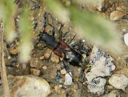 Image of grey-coated longhorn beetle