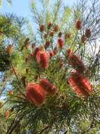 Image of Banksia occidentalis R. Br.