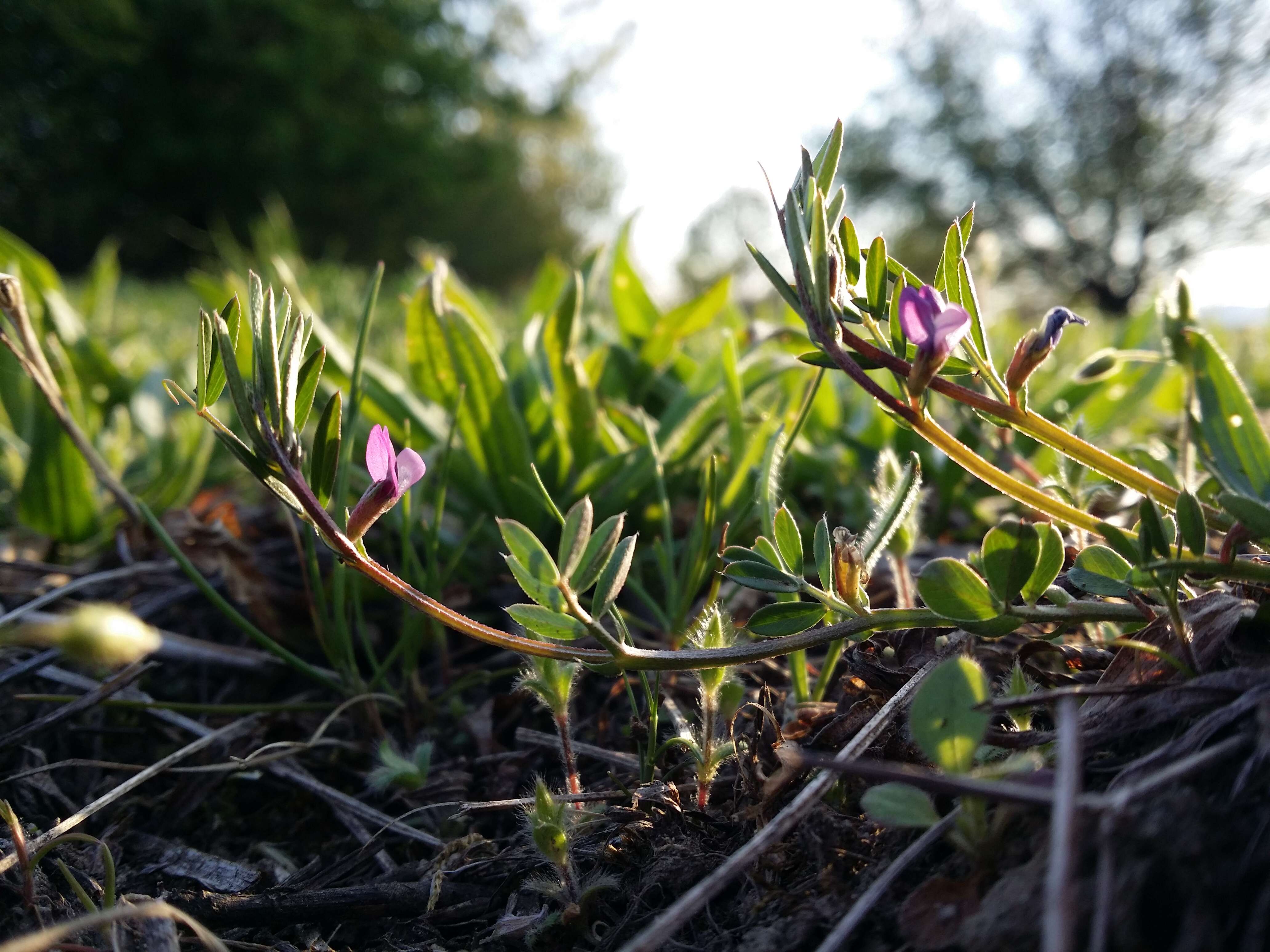 Imagem de Vicia lathyroides L.