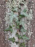 Image of English ivy