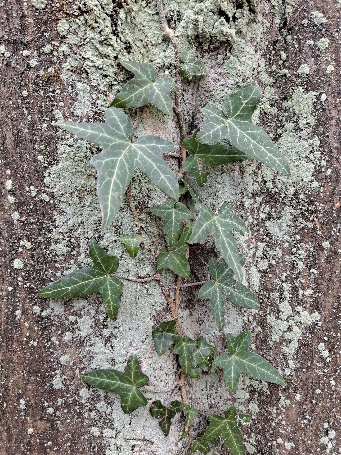 Image of English ivy