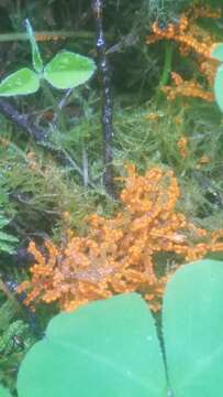 Image of Egg-shell Slime Mould