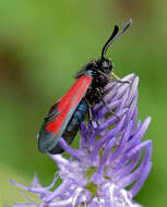 Plancia ëd Zygaena purpuralis Brünnich 1763