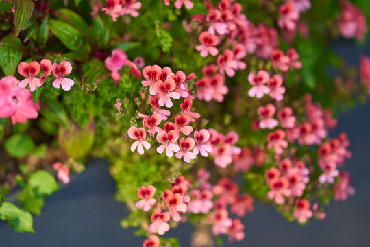 Imagem de Pelargonium sidoides DC.