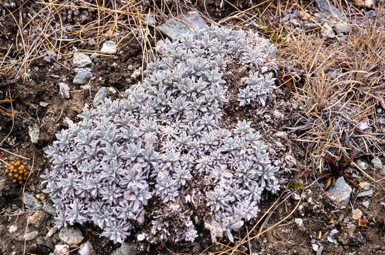 Myosotis albosericea Hook. fil. resmi