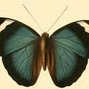 Image of Euphaedra luperca Hewitson 1864